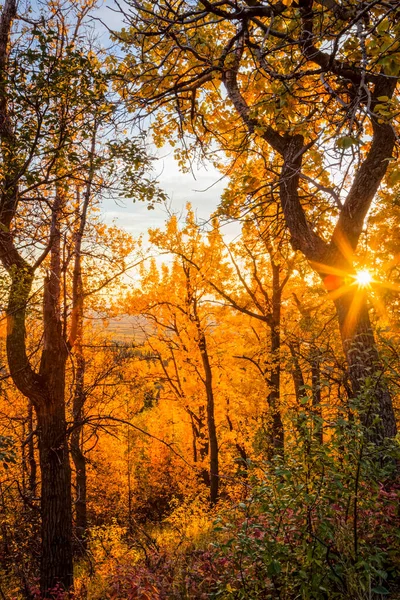 Setting Sun Beam Fall Coloured Forest Arctic Valley Chugach State — Stock Photo, Image