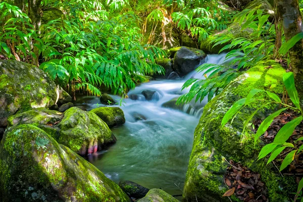 Der Kalalau Strom Fließt Tropischen Regenwald Kalalau Valley Pali Coast — Stockfoto