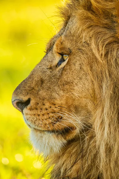 Close Portrait Profile Male Lion Face Panthera Leo Tanzania — Stock Photo, Image