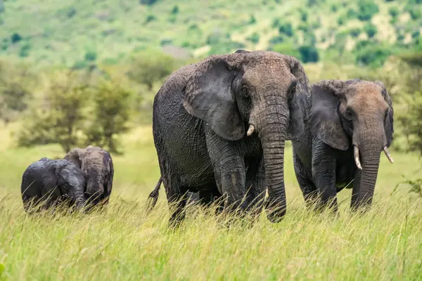 Zwei Erwachsene Afrikanische Buschelefanten Loxodonta Africana Die Mit Zwei Jungen — Stockfoto