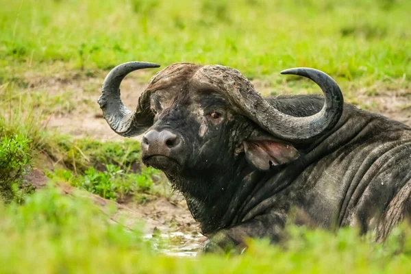 Close Portrait Cape Buffalo Syncerus Caffer Lying Mud Looking Camera — Stock Photo, Image