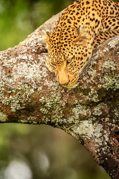 Ağaç Dalından Aşağıya Bakan Leoparın Panthera Pardus Yakın Çekimi Kenya — Stok fotoğraf