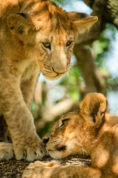 一只狮子幼崽站在旁边 俯瞰着躺在树上的另一只幼崽时的特写 坦桑尼亚 — 图库照片
