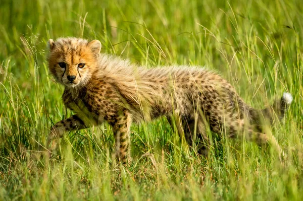 Cachorro Guepardo Acinonyx Jubatus Levantando Pierna Mientras Camina Través Hierba — Foto de Stock