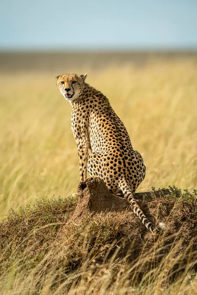 Porträt Eines Geparden Acinonyx Jubatus Der Auf Einem Termitenhügel Der — Stockfoto