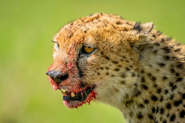 Close Portrait Cheetah Acinonyx Jubatus Blood Stained Face Tanzania — Stock Photo, Image