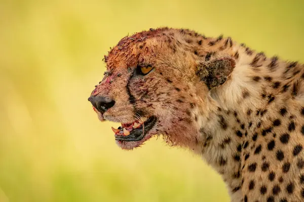 Retrato Close Chita Acinonyx Jubatus Com Cabeça Coberta Sangue Após — Fotografia de Stock