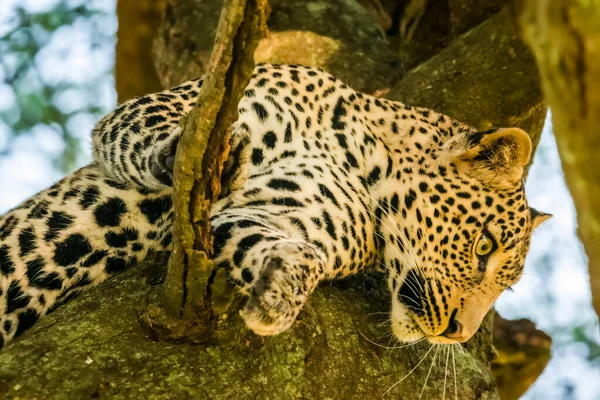 Крупный План Леопарда Panthera Pardus Смотрящего Дерева Танзания — стоковое фото