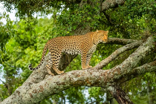 Leopard Panthera Pardus Standing Lichen Covered Branch Tree Looking Distance — Stock Photo, Image