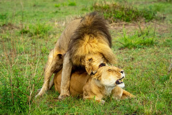 Leão Panthera Leo Mordendo Parte Trás Pescoço Leoa Durante Acasalamento — Fotografia de Stock