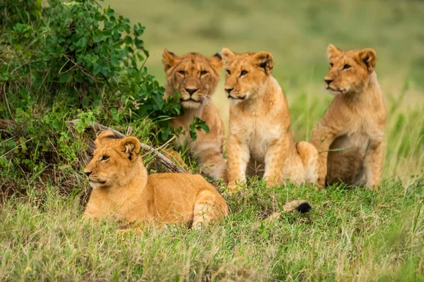 Four Lion Cubs Panthera Leo Lying Sitting Grass Kenya — Stock Photo, Image