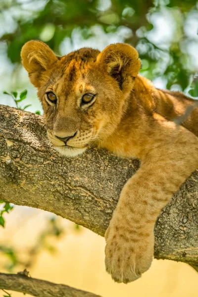 Крупный План Львиного Детёныша Panthera Leo Лежащего Ветке Дерева Лапой — стоковое фото
