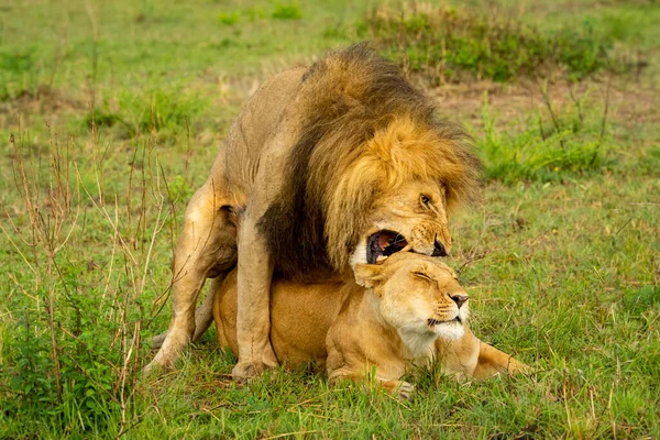Lion Panthera Leo Biting Back Neck Lioness While Mating Kenya — Stock Photo, Image