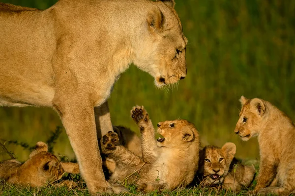 Close Leoa Panthera Leo Sobre Quatro Filhotes Leão Tanzânia — Fotografia de Stock