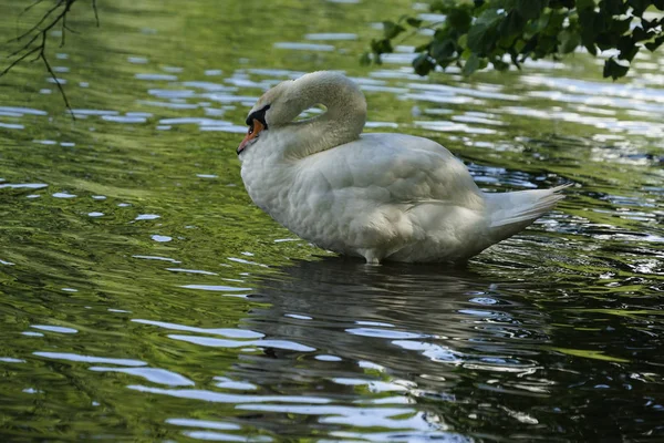 Cisne Blanco Agua — Foto de Stock