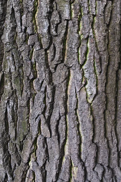Bark Old Tree Closeup Background Royalty Free Stock Images