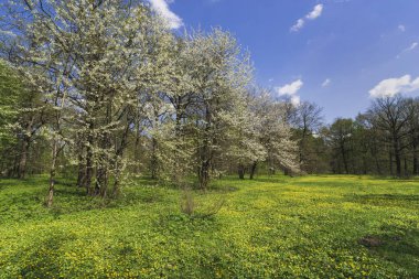 Bahar, Blossoming kiraz ve çiçeklerle mayınları çim Park.