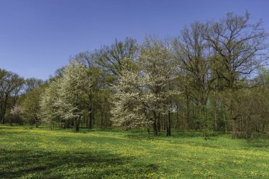 İlkbaharda, sarı çiçekler ile noktalı orman lawn Park.