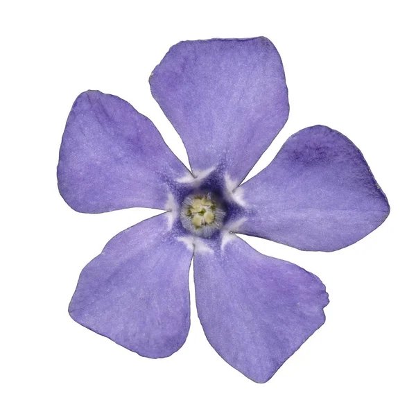 Pervinca Isolato Sfondo Bianco — Foto Stock