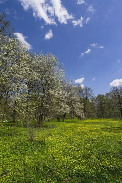 Πάρκο Άνοιξη Blossoming Κεράσι Και Στρωμένο Λουλούδια Γκαζόν — Φωτογραφία Αρχείου