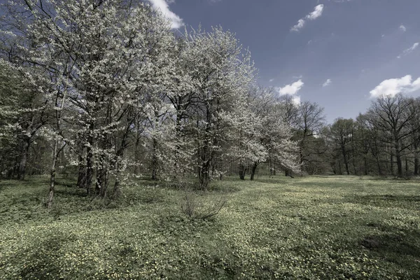 Park Wiosną Rozkwicie Cherry Trawnik Usiana Kwiatami — Zdjęcie stockowe