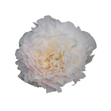 Beyaz Şakayık, beyaz arka plan üzerinde izole.