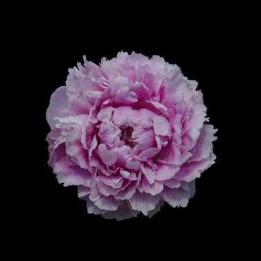 siyah bir arka plan üzerinde izole kırmızı şakayık.