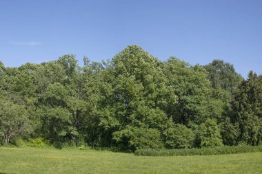 Vahşi ormanda temizleniyor. Summer, gün.