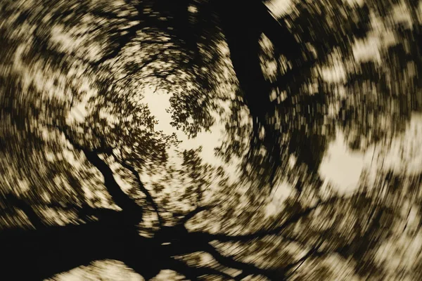 回転でぼやけている木の抽象的な背景 — ストック写真