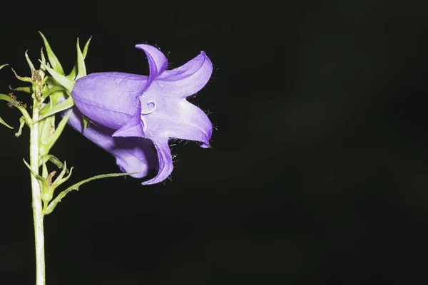 Bluebell Fleur Gros Plan Sur Fond Sombre — Photo