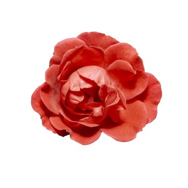 Bir çiçek bir kırmızı gül. Beyaz arka plan üzerinde izole.