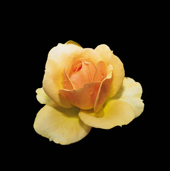 Rose Jaune Isolé Sur Fond Noir — Photo