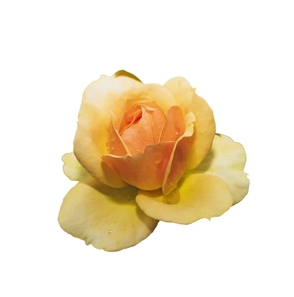 Rose Jaune Isolé Sur Fond Blanc — Photo