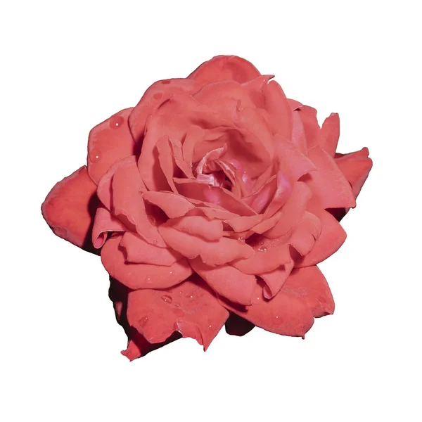 Uma Flor Uma Rosa Vermelha Isolado Sobre Fundo Branco — Fotografia de Stock
