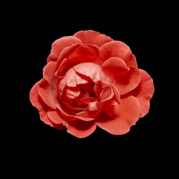 Une Fleur Rose Rouge Isolé Sur Fond Noir — Photo