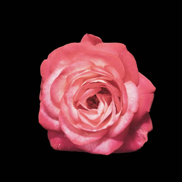 Una Flor Rosa Roja Aislado Sobre Fondo Negro — Foto de Stock