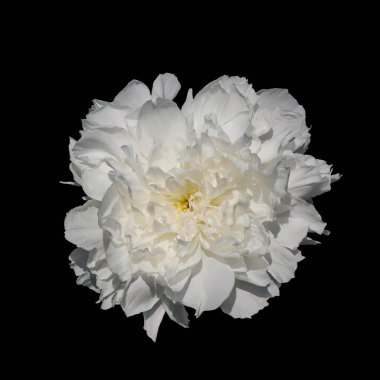 Beyaz şakayık, siyah bir arka plan üzerinde izole.