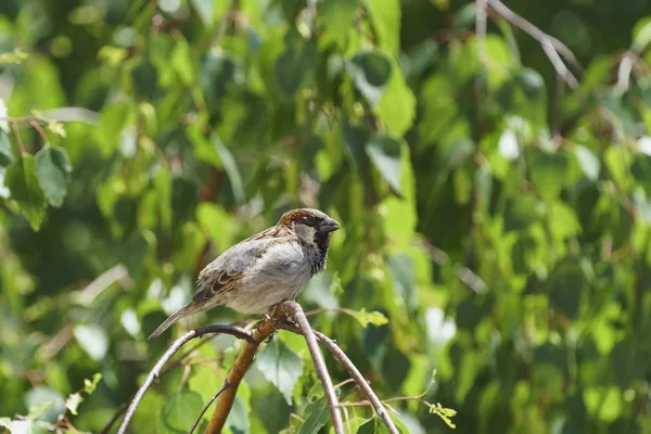 Moineau Mâle Est Assis Sur Une Branche Bouleau Été Jour — Photo