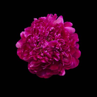 siyah bir arka plan üzerinde izole kırmızı şakayık.