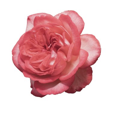 Bir çiçek bir kırmızı gül. Beyaz arka plan üzerinde izole.