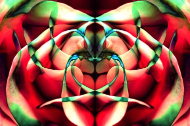 arka plan makro resmi bir renk desen gül yaprakları ve yansımalar.