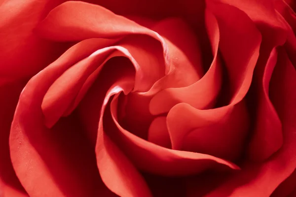 Tło Bliska Kwiat Róży — Zdjęcie stockowe