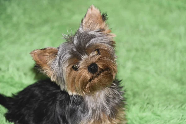 Yorkshire Terrier Puppy Hond Portret Groene Achtergrond — Stockfoto