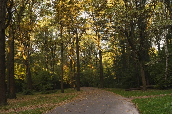 Väg Skuggig Hösten Park Kvällen — Stockfoto