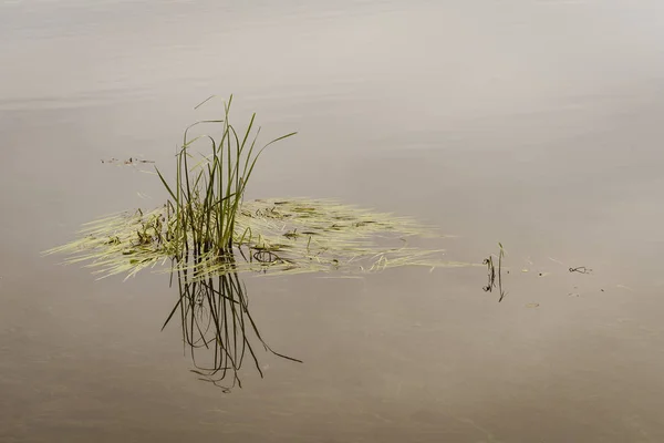 穏やかな湖の岸に水から突き出ている沿岸草 — ストック写真
