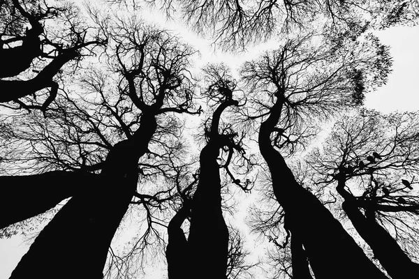 Contours Trees Sky Background Black White Image — Stock Photo, Image