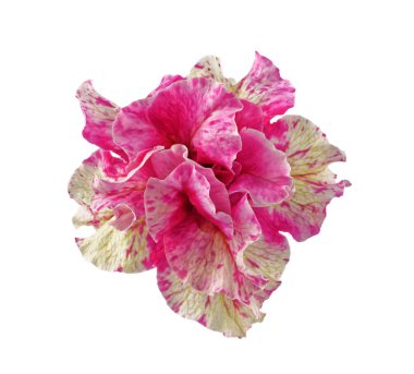 Terry Petunya çiçek closeup beyaz arka plan üzerinde izole