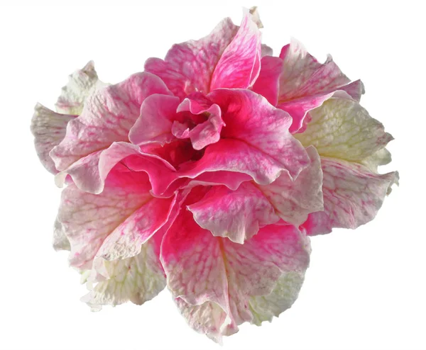 Terry Petunia Blomma Isolerad Vit Bakgrund — Stockfoto