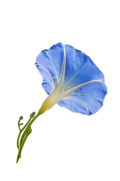 Ipomoea Blu Morning Glory Isolato Sfondo Bianco Immagine Stock