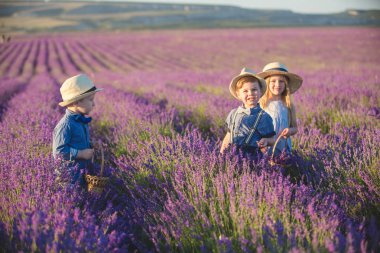 Lavanta tarlasında yürüyen iki erkek kardeş.